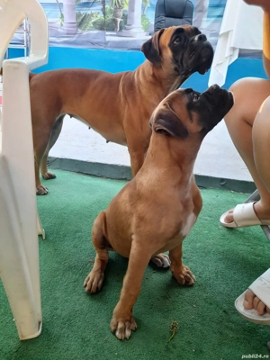 boxer german gold auriu 3 luni  - imagine 3 boxer german gold auriu 3 luni  - imagine 3