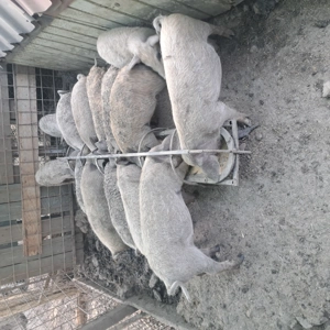 Vând purcei mangalita încărcați 