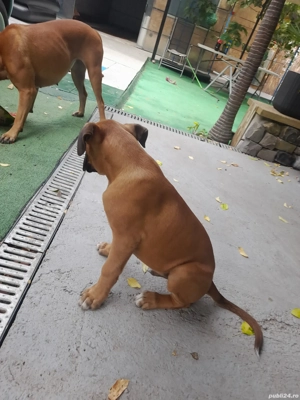 boxer german gold auriu 3 luni  - imagine 4 boxer german gold auriu 3 luni  - imagine 4