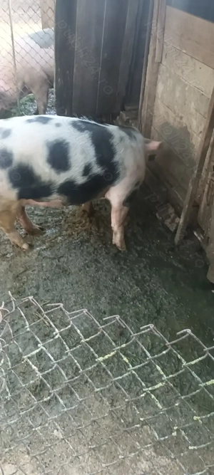 Vând purcea aproximativ 150kg  - imagine 3