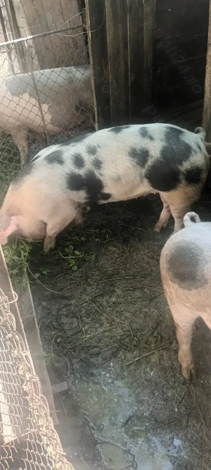 Vând purcea aproximativ 150kg  - imagine 4