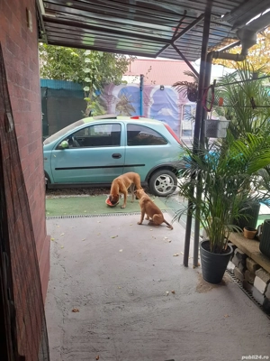 boxer german gold auriu 3 luni  - imagine 5 boxer german gold auriu 3 luni  - imagine 5