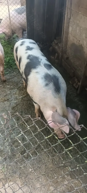 Vând purcea aproximativ 150kg  - imagine 2