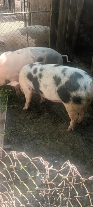 Vând purcea aproximativ 150kg 