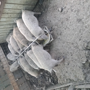 Vând purcei mangalita încărcați  - imagine 2