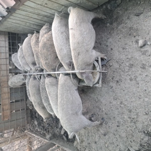 Vând purcei mangalita încărcați  - imagine 3