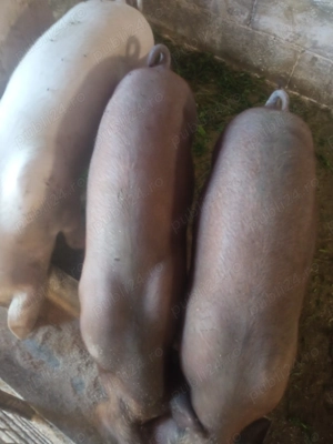 Vand porci - imagine 3