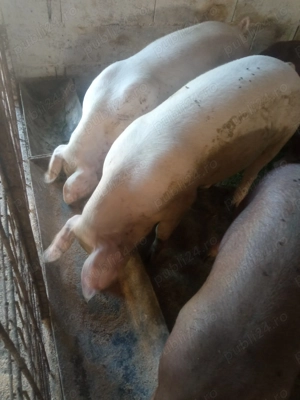 Vand porci - imagine 4