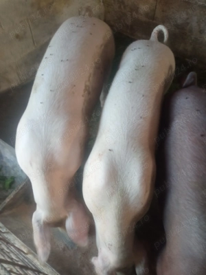 Vand porci - imagine 5