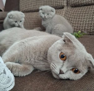 Scottish fold rasa pura 