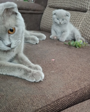 Scottish fold rasa pura  - imagine 2 Scottish fold rasa pura  - imagine 2