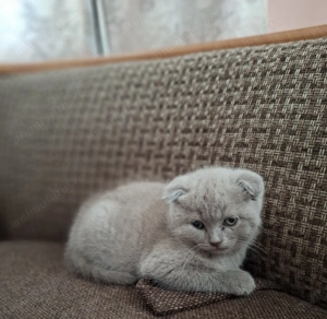 Scottish fold rasa pura  - imagine 3 Scottish fold rasa pura  - imagine 3