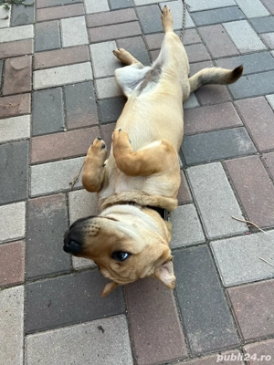 Vand caine Shar pei  - imagine 5