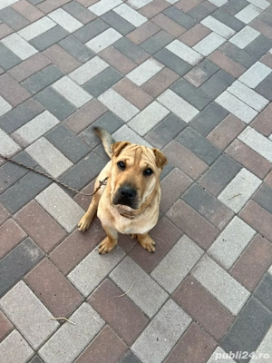 Vand caine Shar pei  - imagine 2