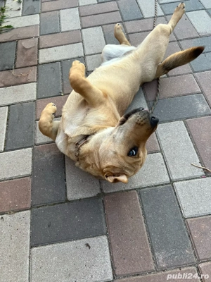 Vand caine Shar pei  - imagine 4