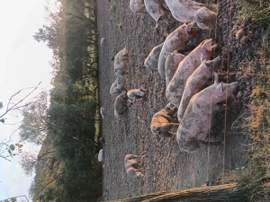 Vând porci ,și scroafe gestante crescuți 100%bio