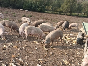 Vând porci ,și scroafe gestante crescuți 100%bio - imagine 2 Vând porci ,și scroafe gestante crescuți 100%bio - imagine 2