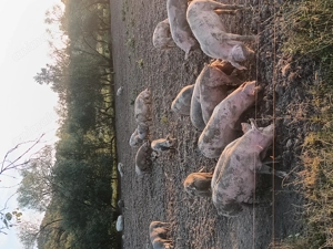 Vând porci ,și scroafe gestante crescuți 100%bio - imagine 3 Vând porci ,și scroafe gestante crescuți 100%bio - imagine 3