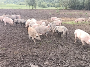 Vând porci ,și scroafe gestante crescuți 100%bio - imagine 4 Vând porci ,și scroafe gestante crescuți 100%bio - imagine 4