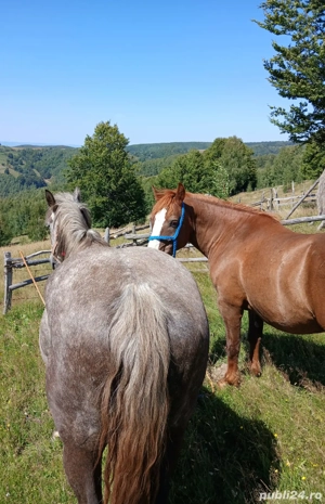 Vand cal si iapa - imagine 5