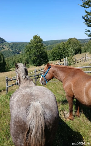 Vand cal si iapa - imagine 4