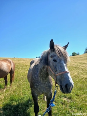 Vand cal si iapa - imagine 2