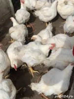 curcani de curte  - imagine 3 curcani de curte  - imagine 3