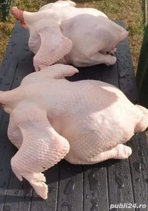 curcani de curte  - imagine 4 curcani de curte  - imagine 4