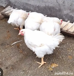 curcani de curte  - imagine 5 curcani de curte  - imagine 5