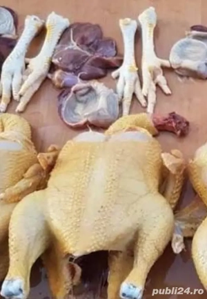 pui de casă de vanzare 