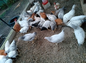 Vând puici rasă mixtă frumoși 