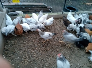 Vând puici rasă mixtă frumoși  - imagine 2