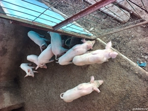 purcei rasa marele alb - imagine 5