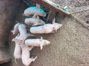 purcei rasa marele alb