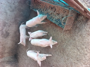 purcei rasa marele alb - imagine 4