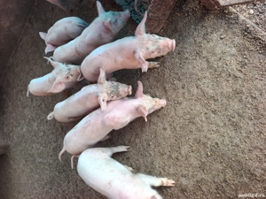 purcei rasa marele alb - imagine 3