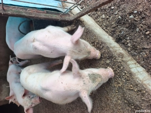 purcei rasa marele alb - imagine 2