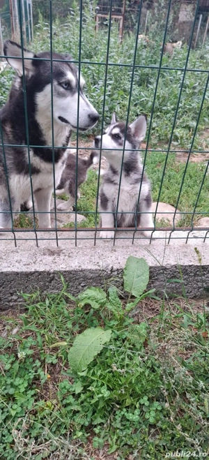 Pui Husky Siberian Originali  - imagine 2