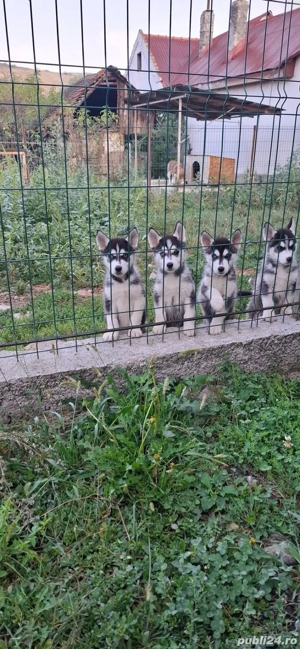 Pui Husky Siberian Originali