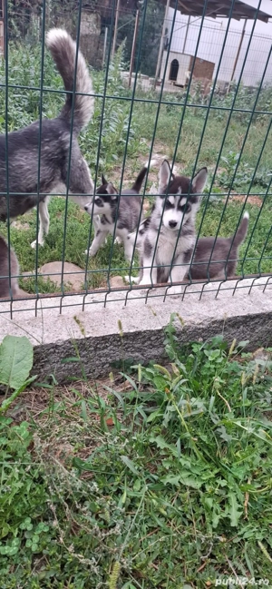 Pui Husky Siberian Originali  - imagine 3
