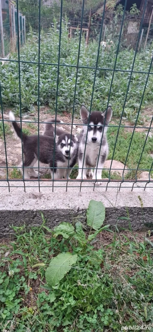 Pui Husky Siberian Originali  - imagine 4