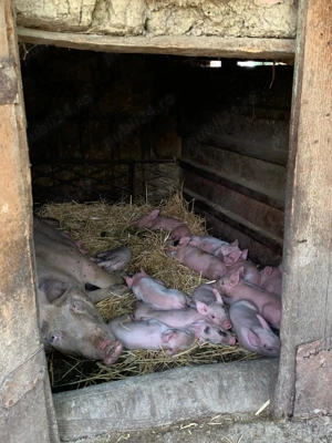  Purcei sănătoși de vânzare   10-12 kg 