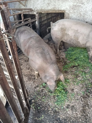 Primesc arvuna pt Craciun - imagine 2