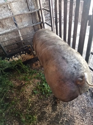 Vand porc de carne  - imagine 5