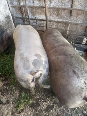 Vand porc de carne  - imagine 3