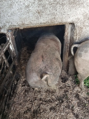 Primesc arvuna pt Craciun - imagine 4