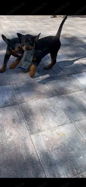 Vând Cățelușe Rottweiler! - imagine 2