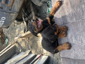 Vând Cățelușe Rottweiler!