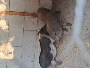 Vietnamezi de vanzare