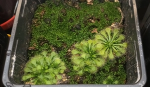 Seminte de planta carnivora (din cadrul complexului drosera spatulata)